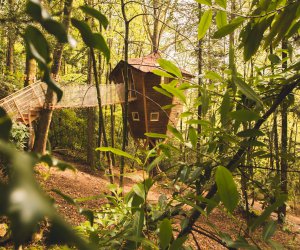 Cabane Ben Lomond - Finistre