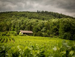 Hbergement 2-4 personnes  7 km* de Riquewihr