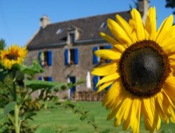 Holiday homes with heated pool in Brittany